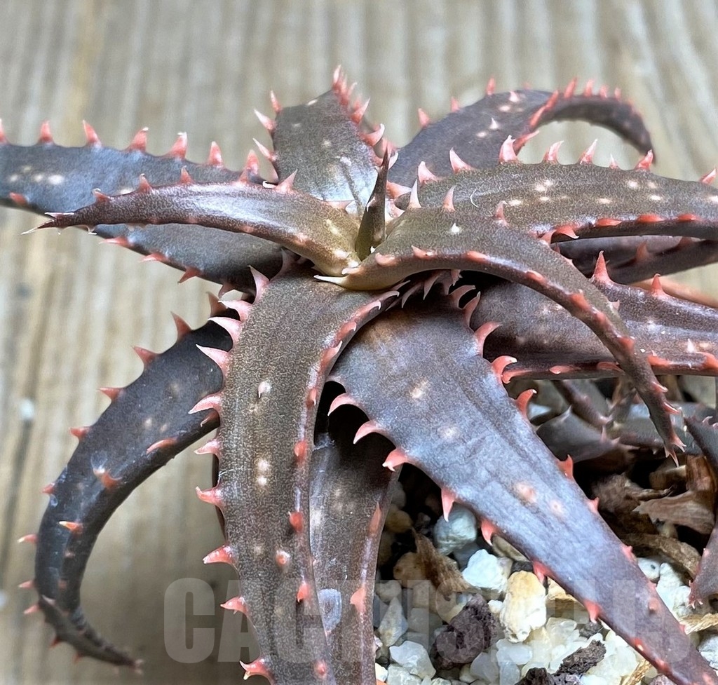 SHPR22224 Aloe bakeri x ‘Christmas Carol’