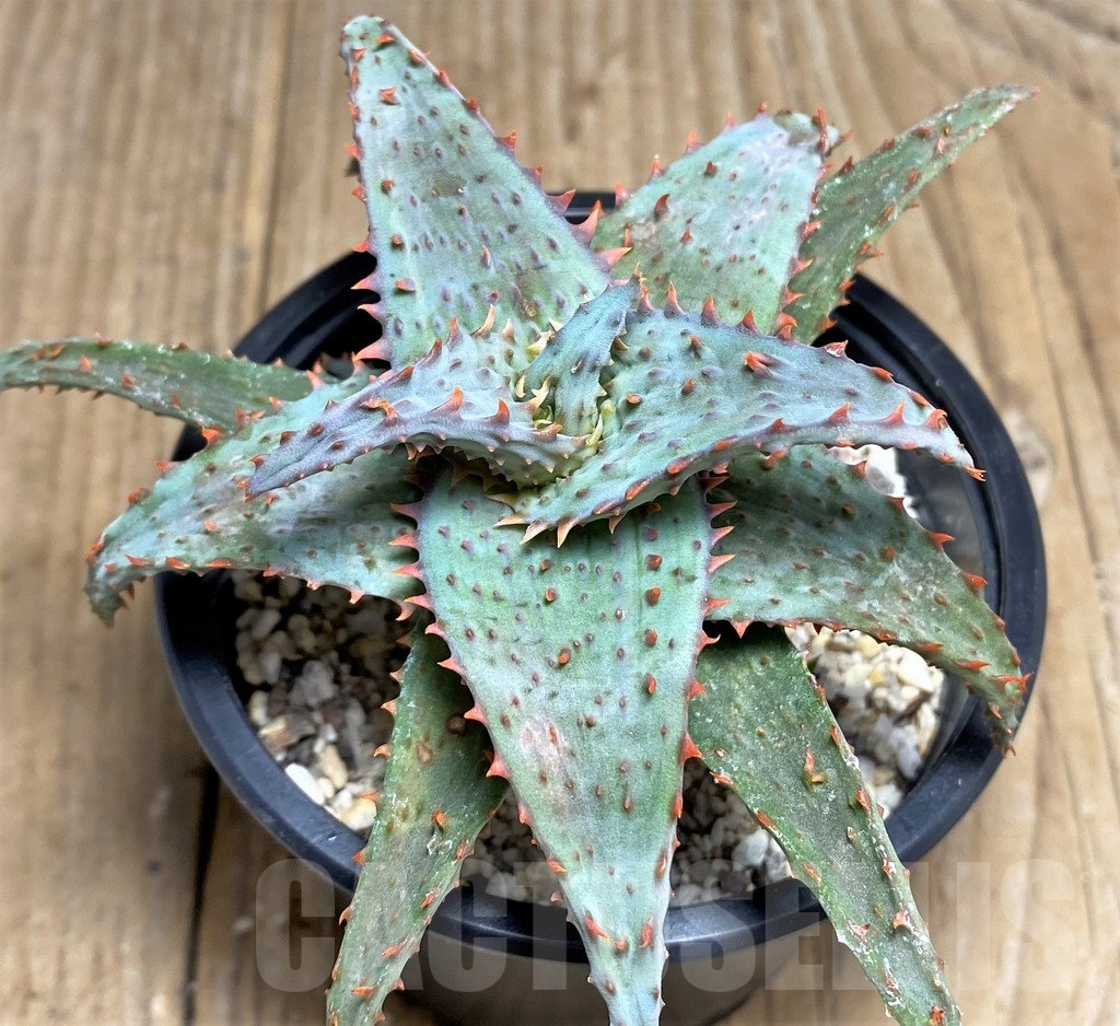 SHPR22226 Aloe castilloniae hybrid - Image 2