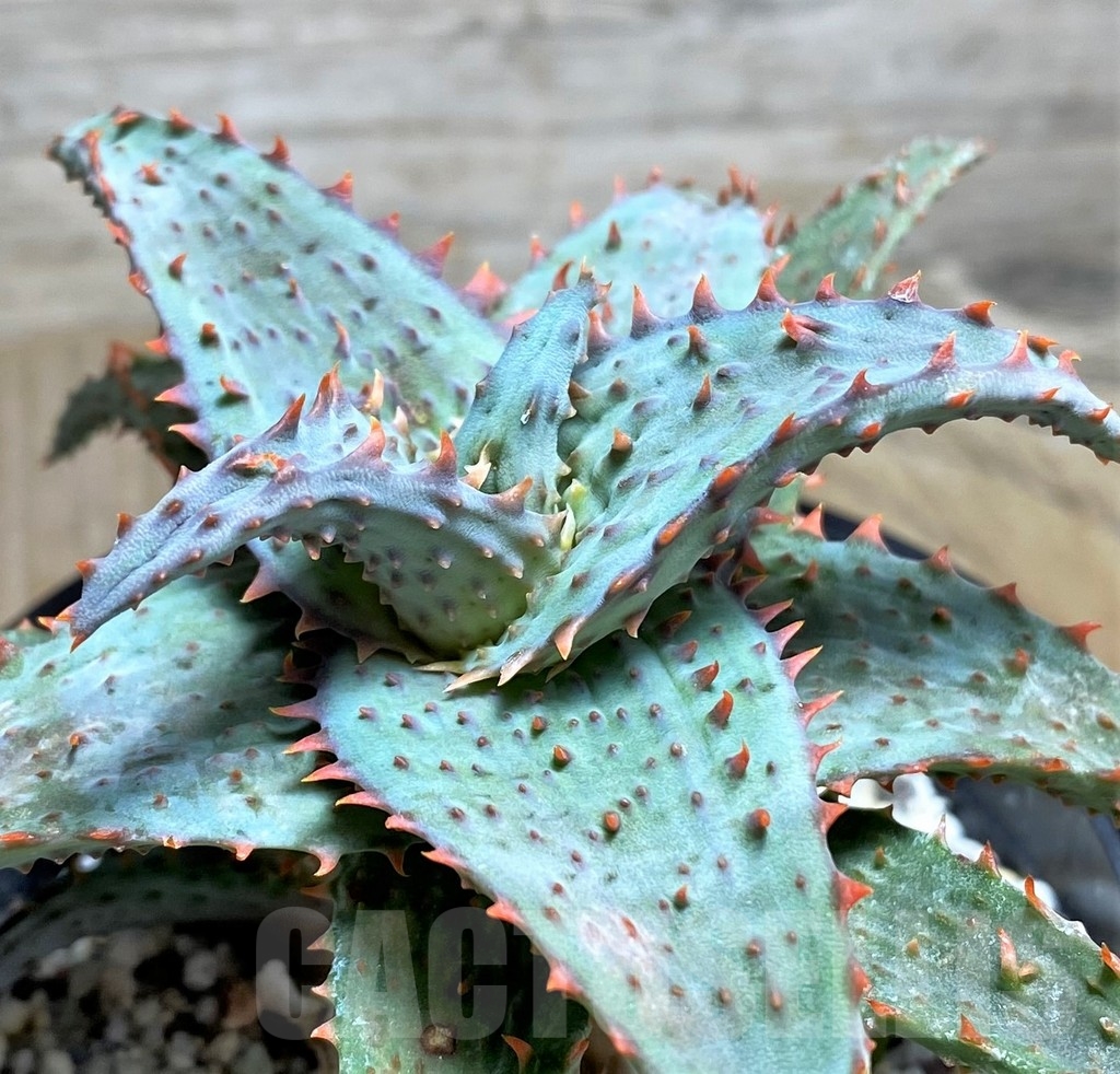 SHPR22226 Aloe castilloniae hybrid