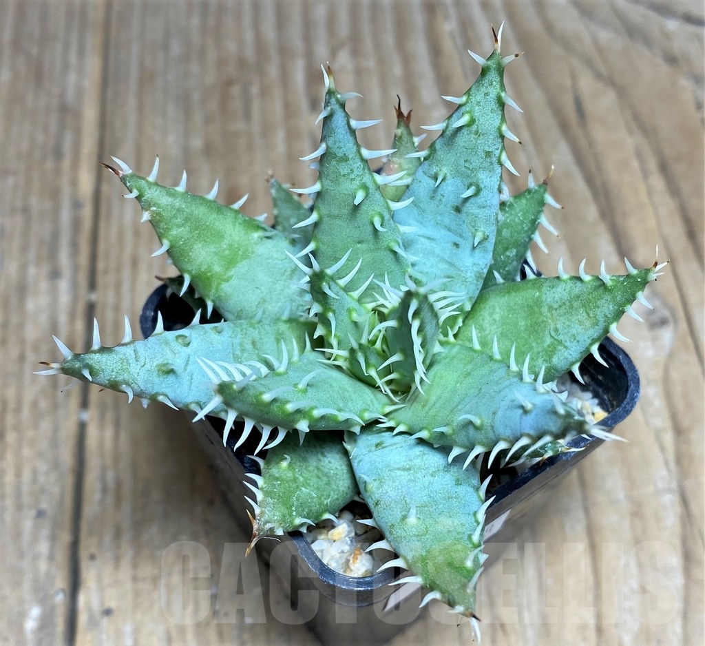 SHPR22228 Aloe erinacea - immagine 2