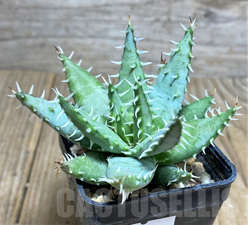 SHPR22228 Aloe erinacea