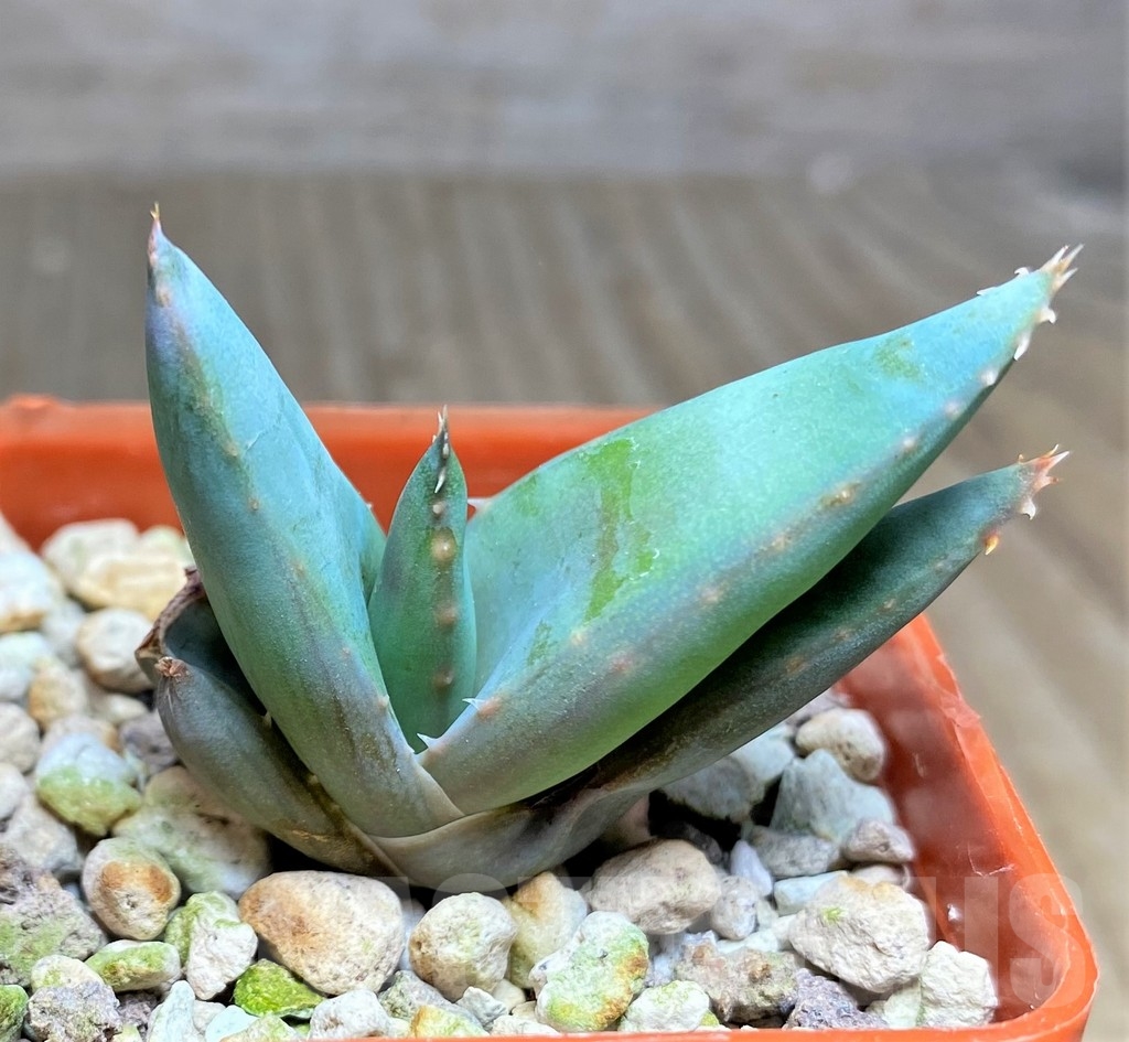 SHPR22230 Aloe suprafoliata