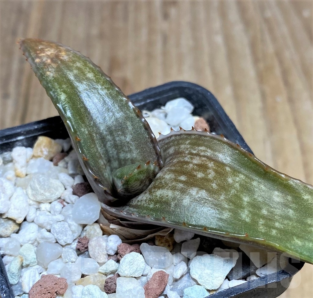 SHPR22234 Aloe dewetii