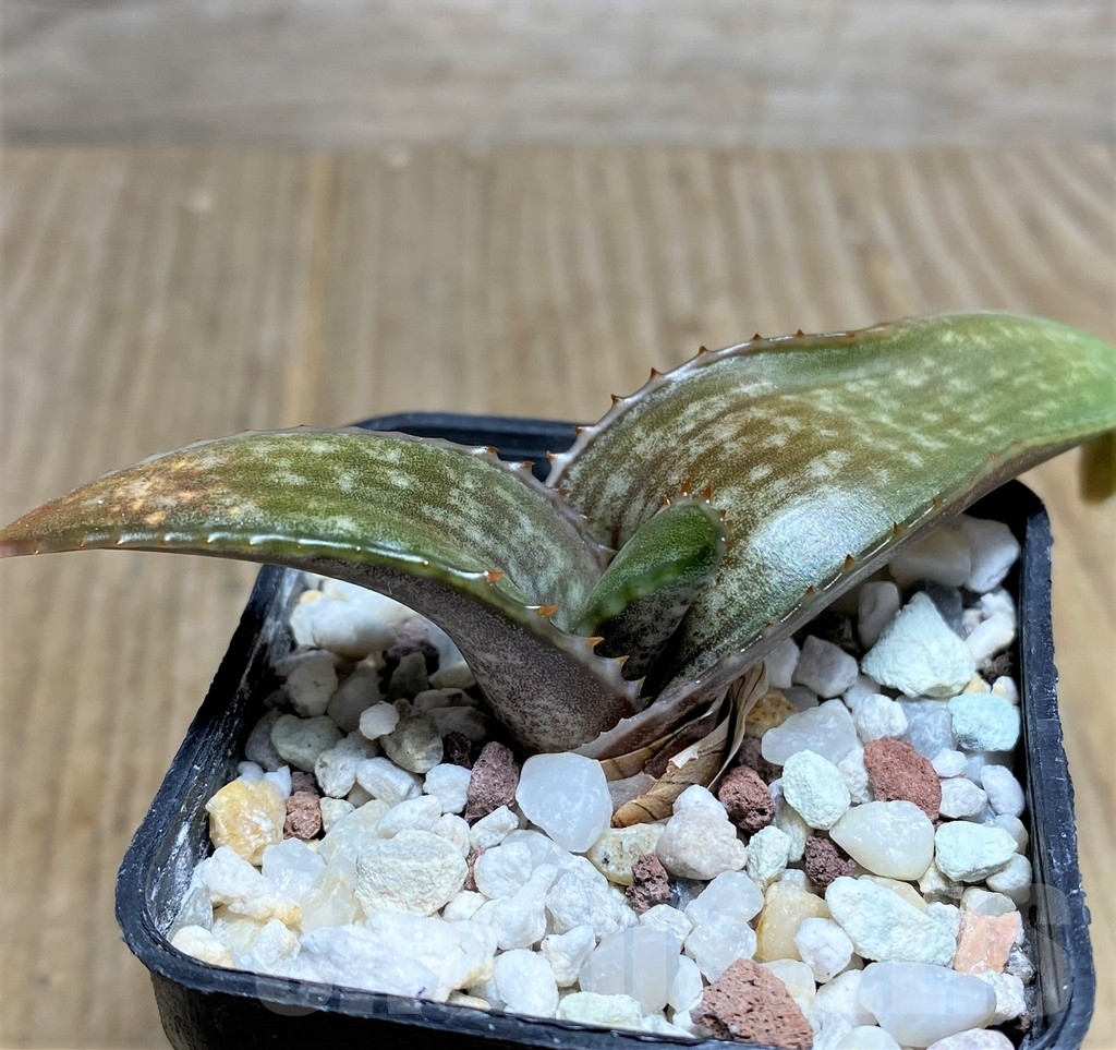 SHPR22234 Aloe dewetii - Image 2