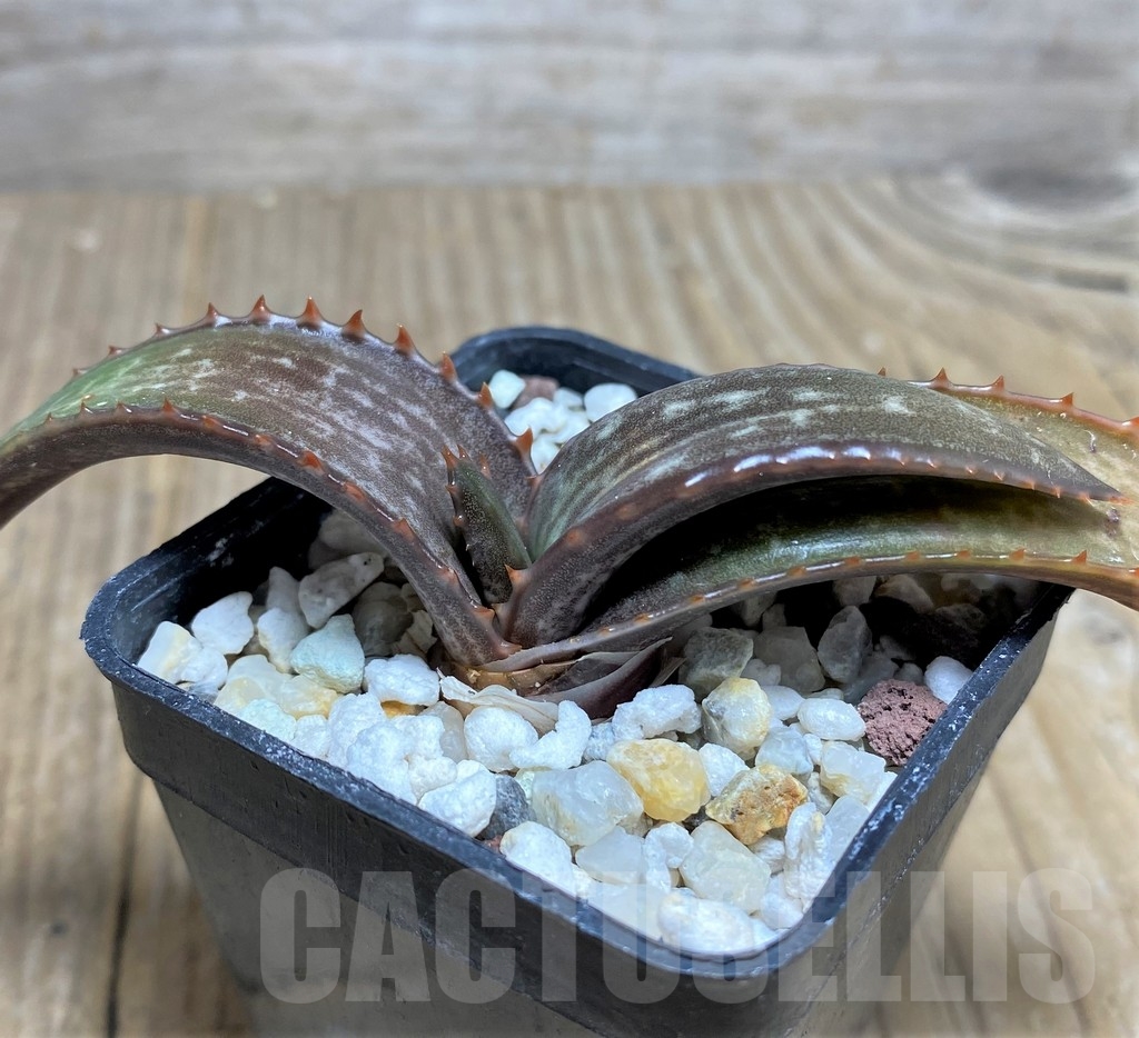 SHPR22235 Aloe dewetii - Image 3