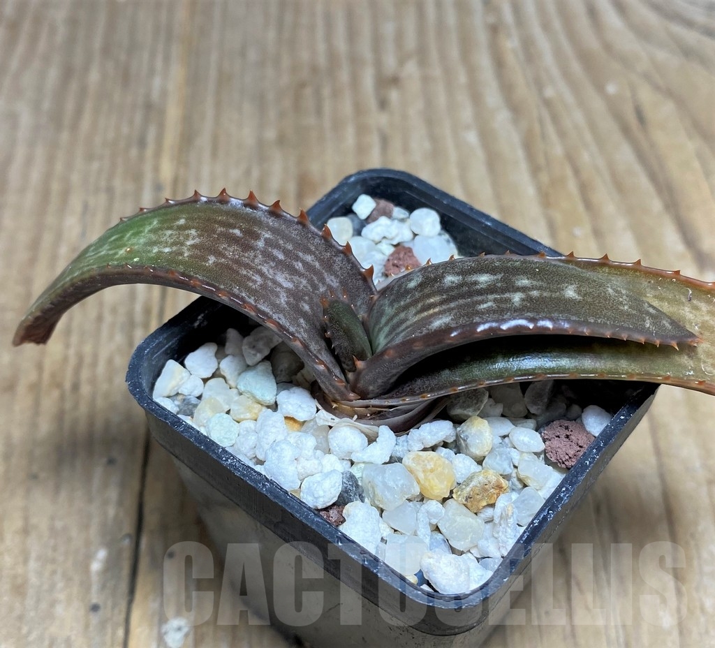 SHPR22235 Aloe dewetii - Image 2