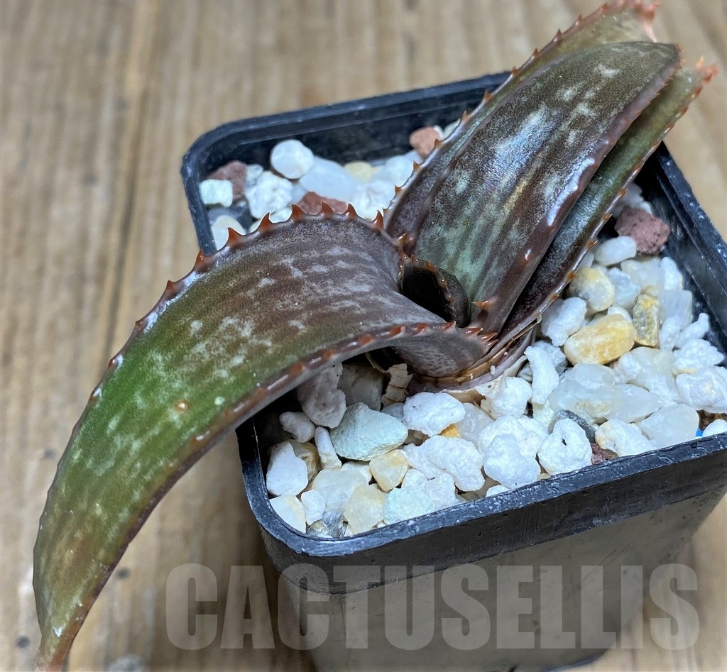 SHPR22235 Aloe dewetii