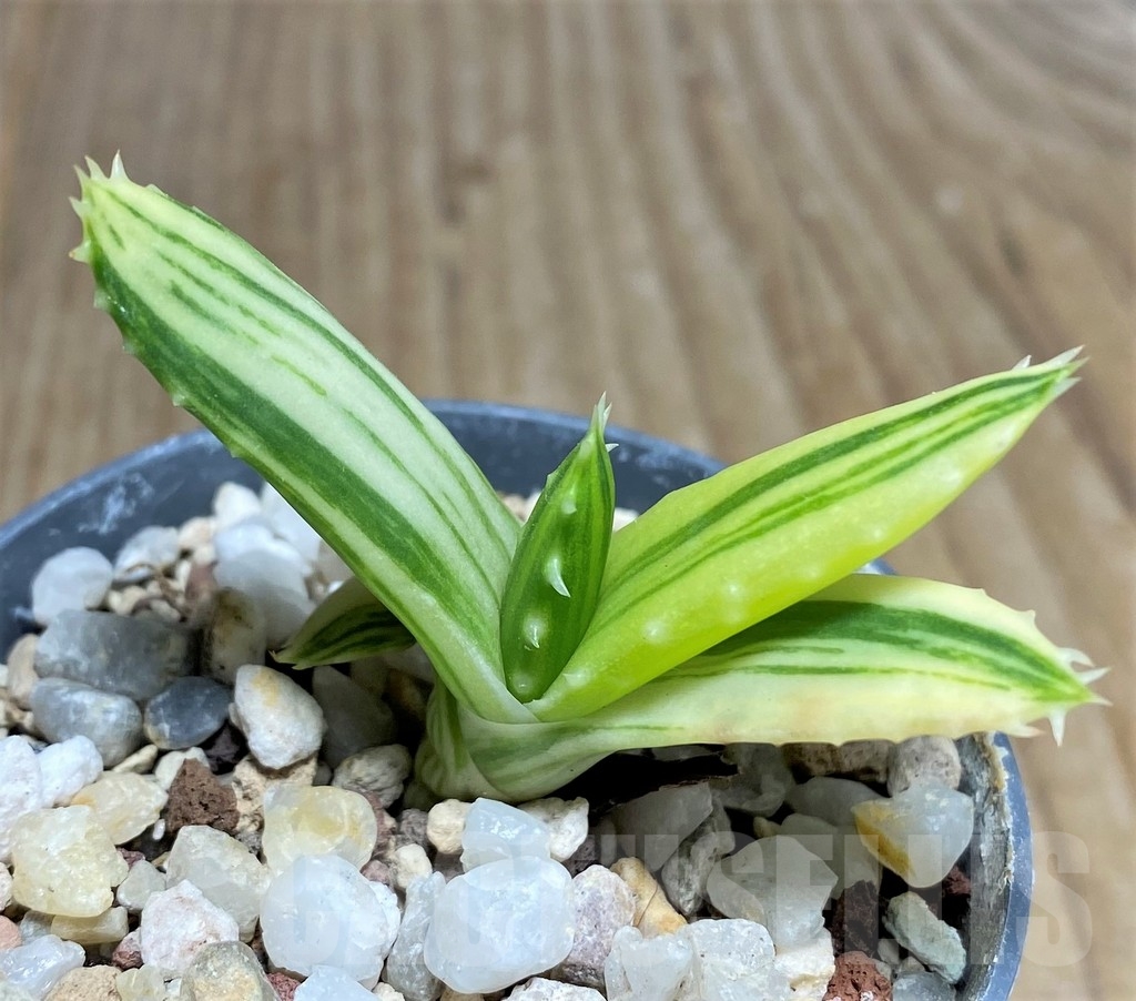 SHPR22236 Aloe mitriformis f. yellow variegata - 画像 (2)