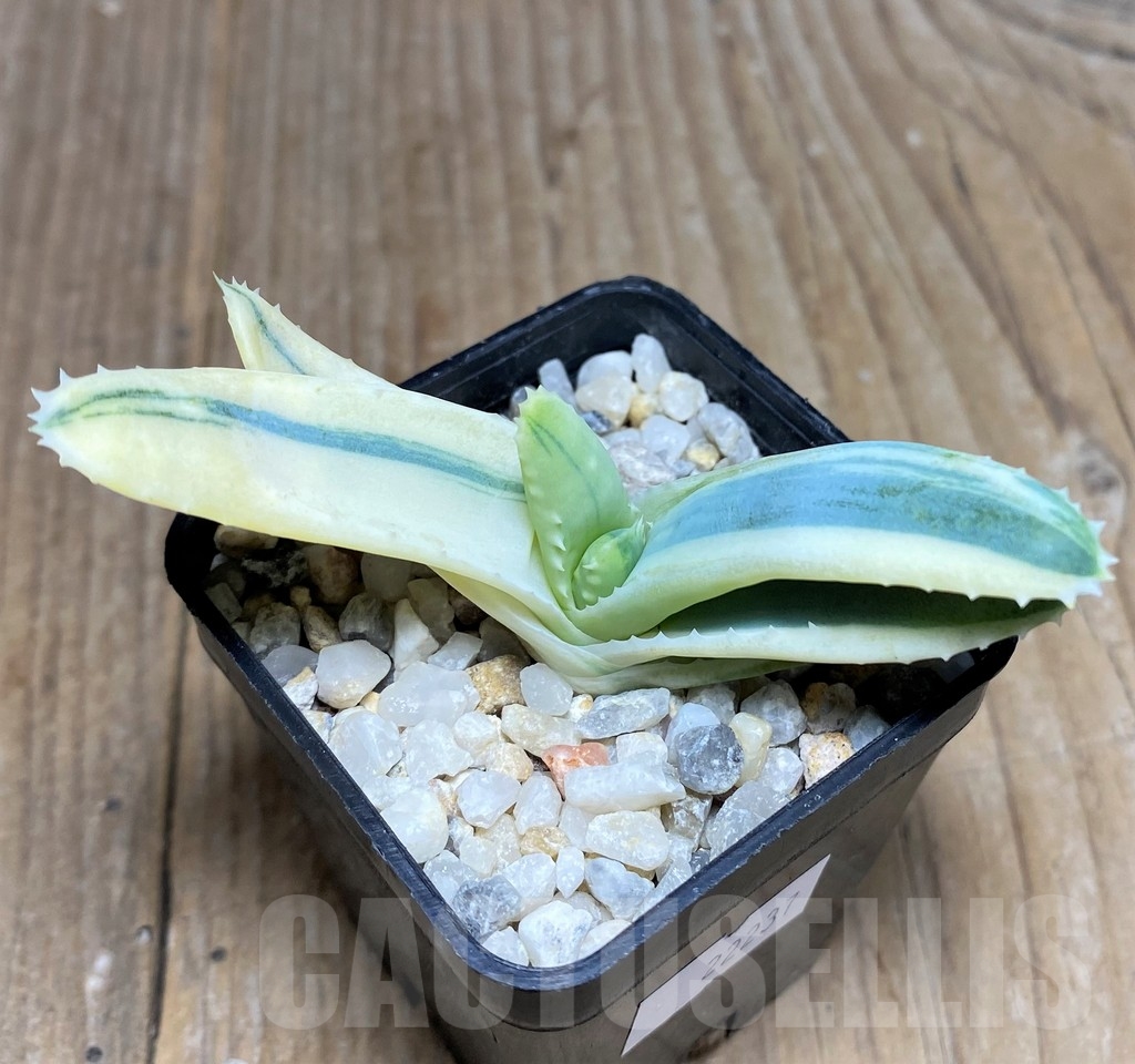 SHPR22237 Aloe mitriformis f. white variegata - Imagen 2