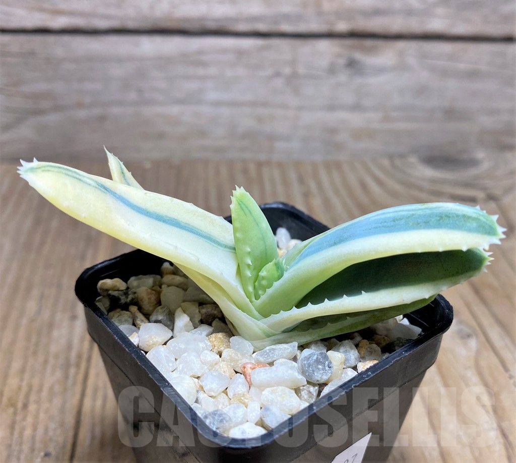 SHPR22237 Aloe mitriformis f. white variegata