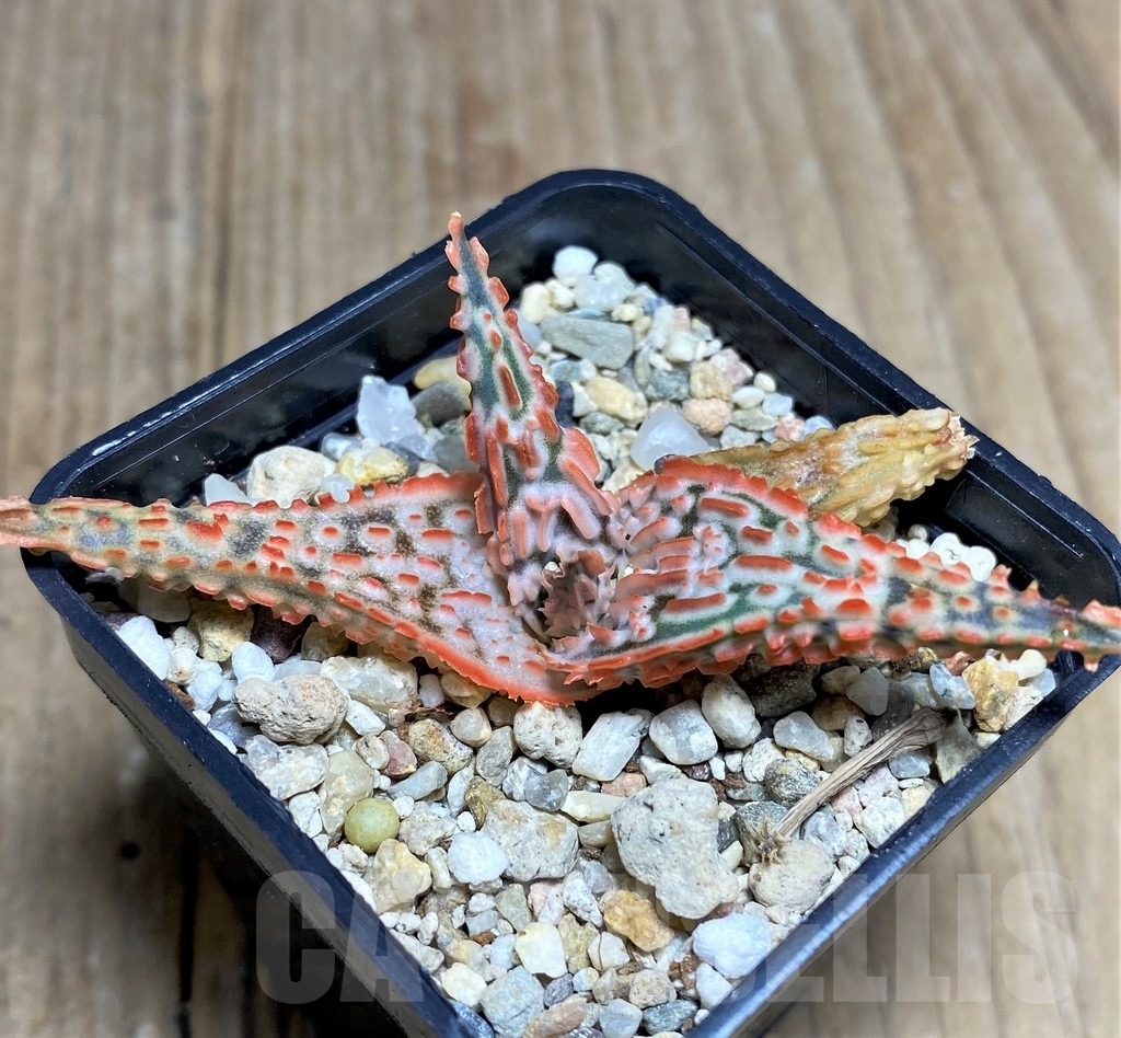 SHPR22238 Aloe TCT hybrid - Image 3