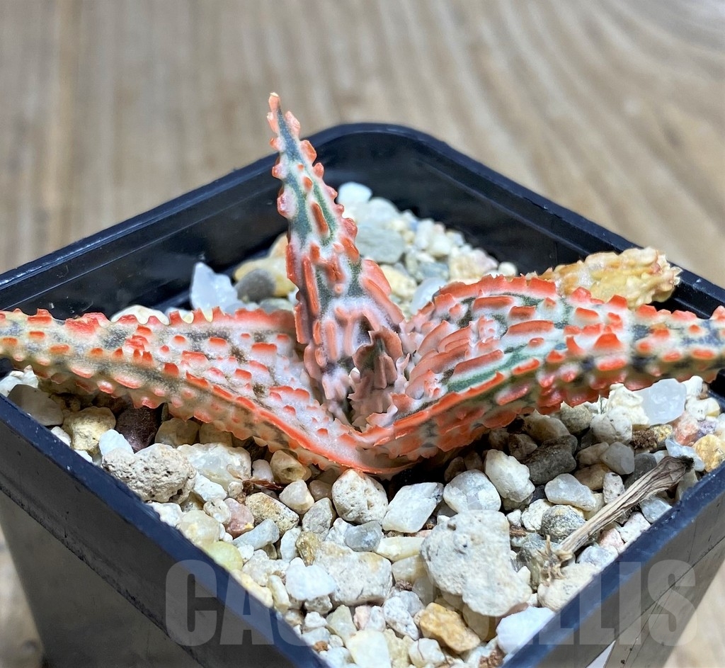 SHPR22238 Aloe TCT hybrid - Image 2