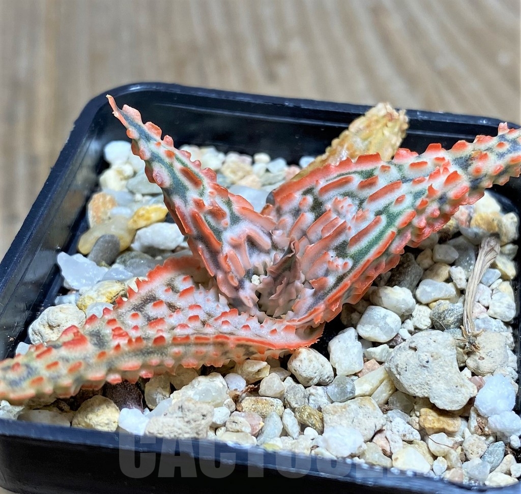 SHPR22238 Aloe TCT hybrid
