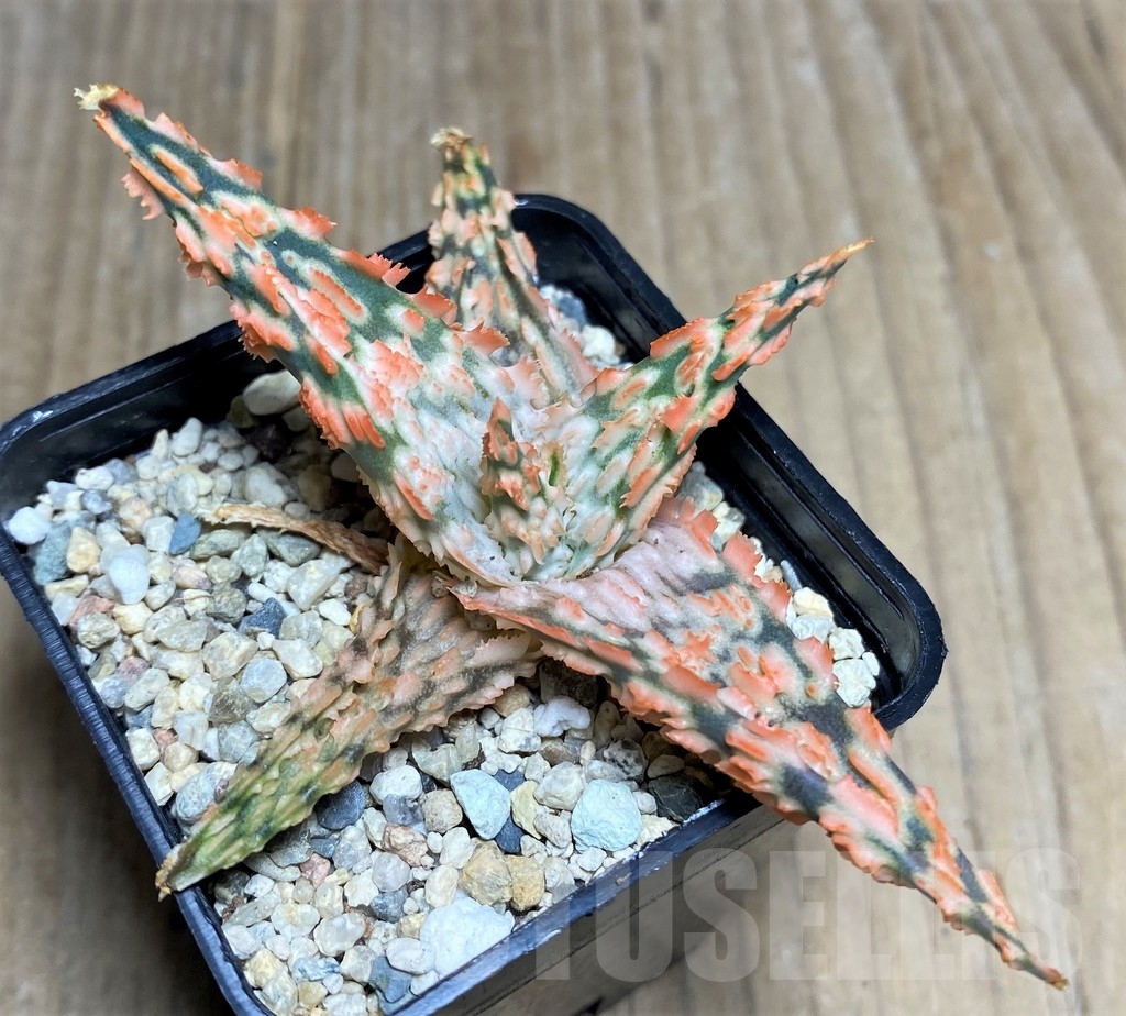 SHPR22246 Aloe TCT hybrid - immagine 2