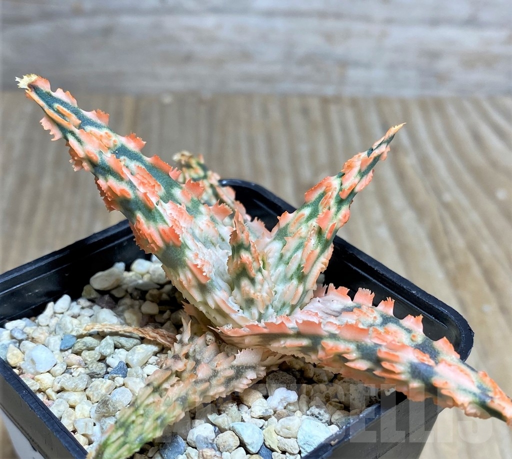 SHPR22246 Aloe TCT hybrid
