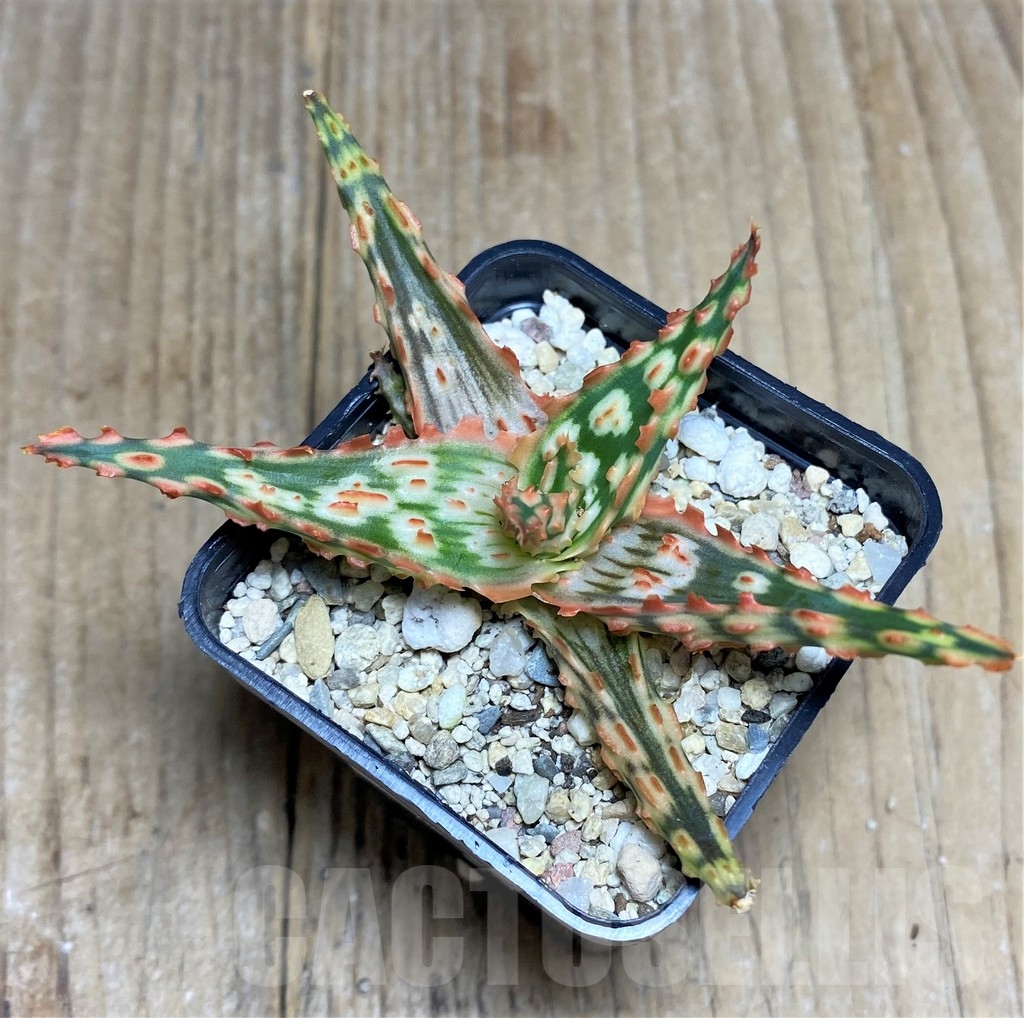 SHPR22247 Aloe TCT hybrid - immagine 3