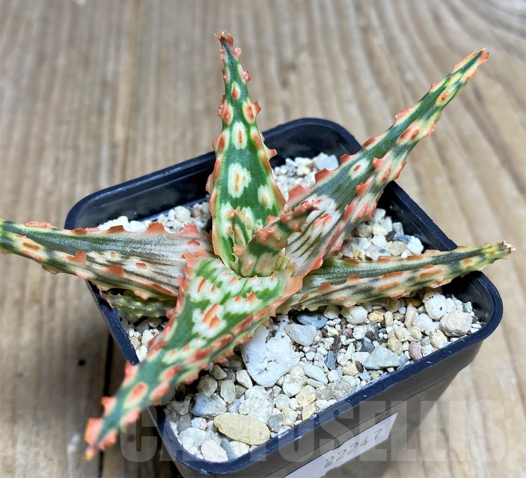 SHPR22247 Aloe TCT hybrid - immagine 2