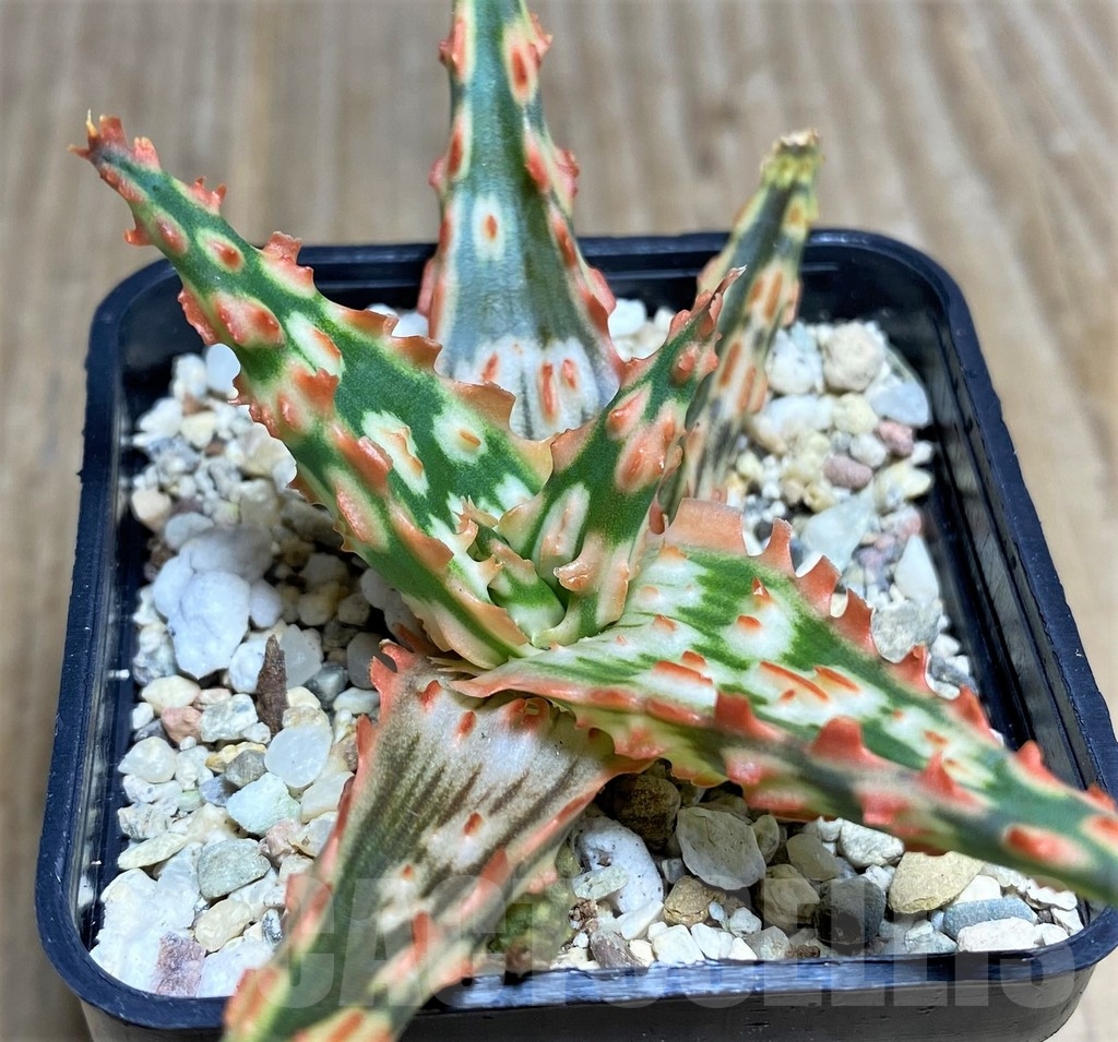 SHPR22247 Aloe TCT hybrid
