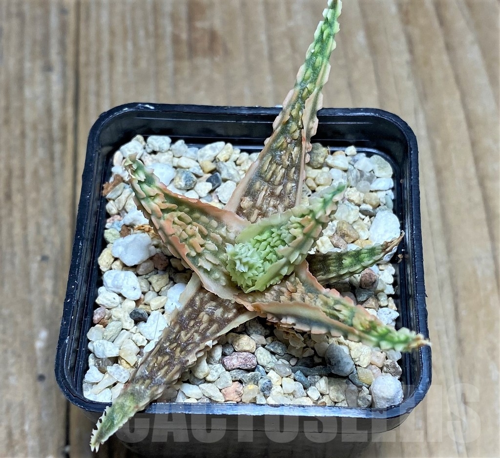 SHPR22262 Aloe TCT hybrid - Image 2