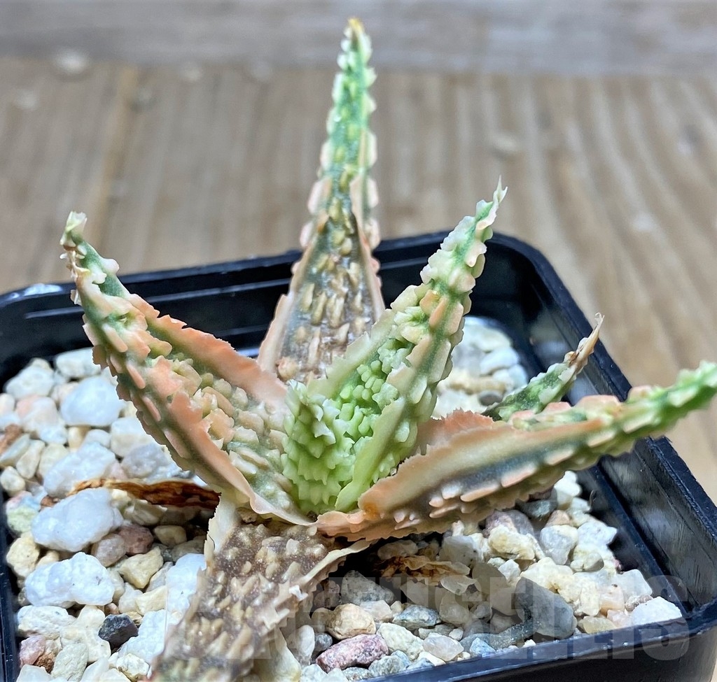 SHPR22262 Aloe TCT hybrid