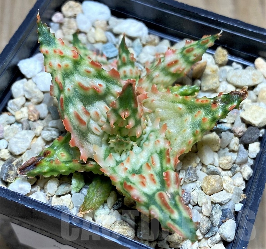 SHPR22263 Aloe hybrid - Image 2