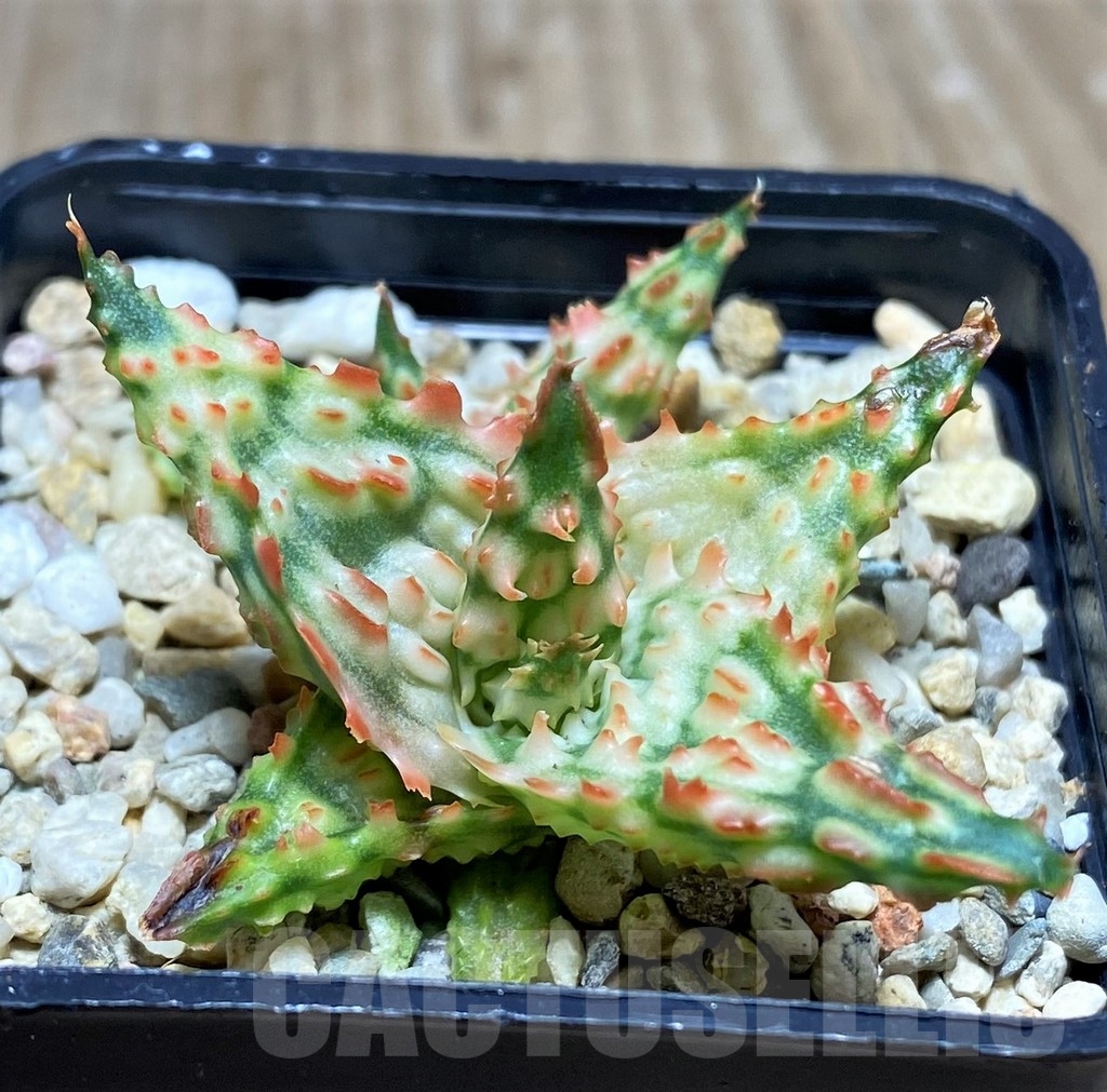 SHPR22263 Aloe hybrid