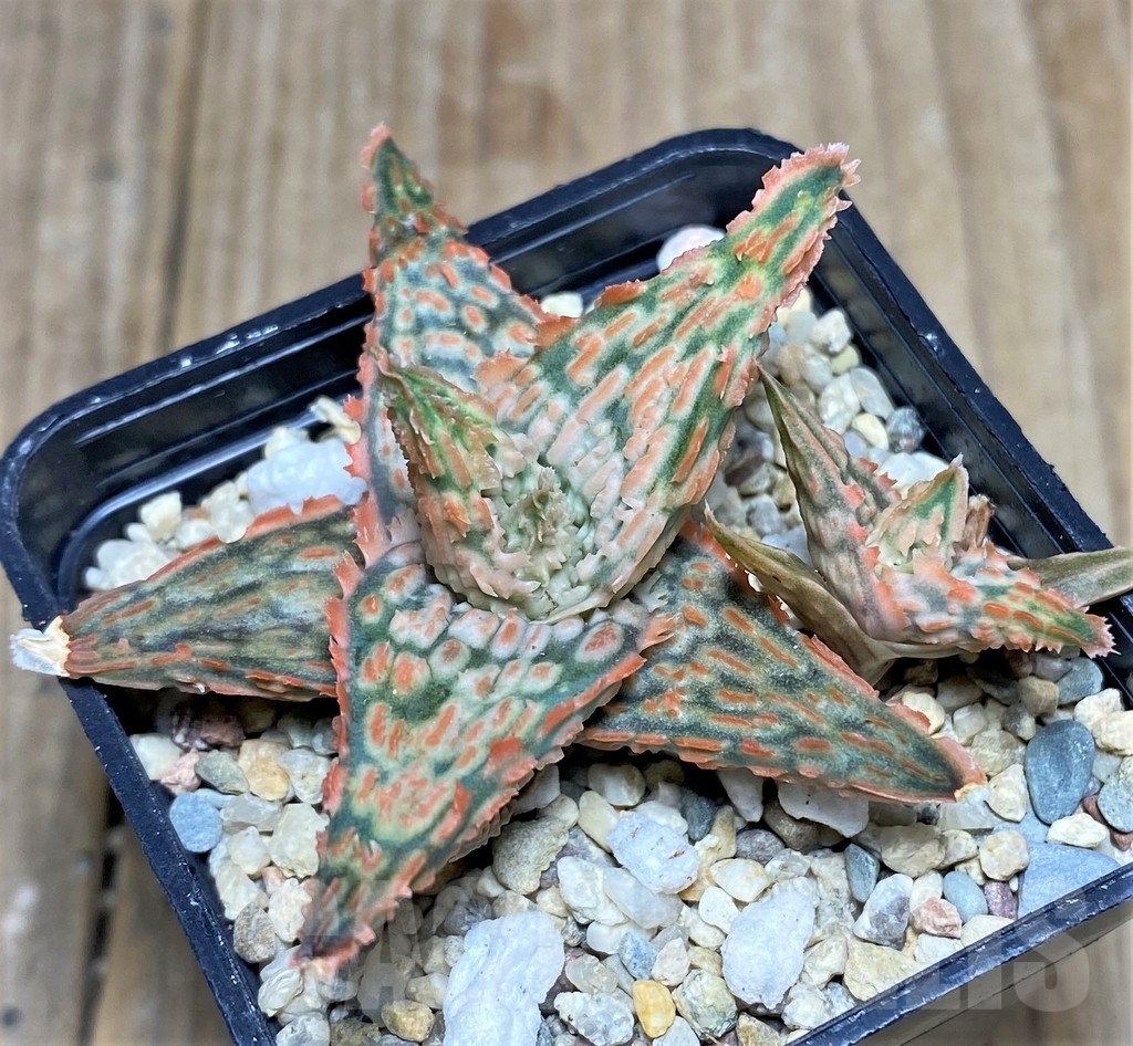 SHPR22266 Aloe hybrid - Image 2