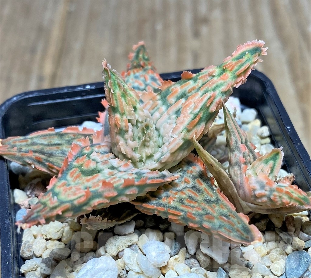 SHPR22266 Aloe hybrid