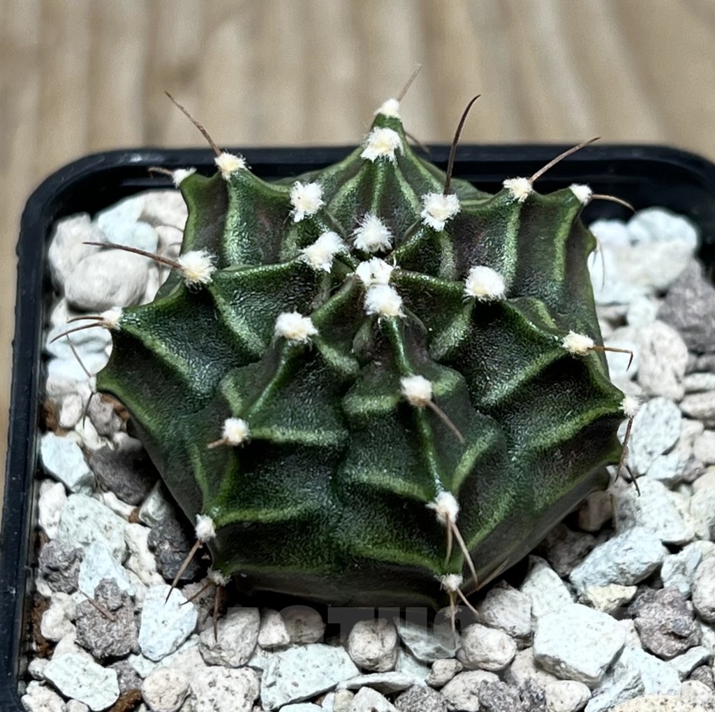 SHPR21570 Gymnocalycium mihanovichii ‘Peter Pan’