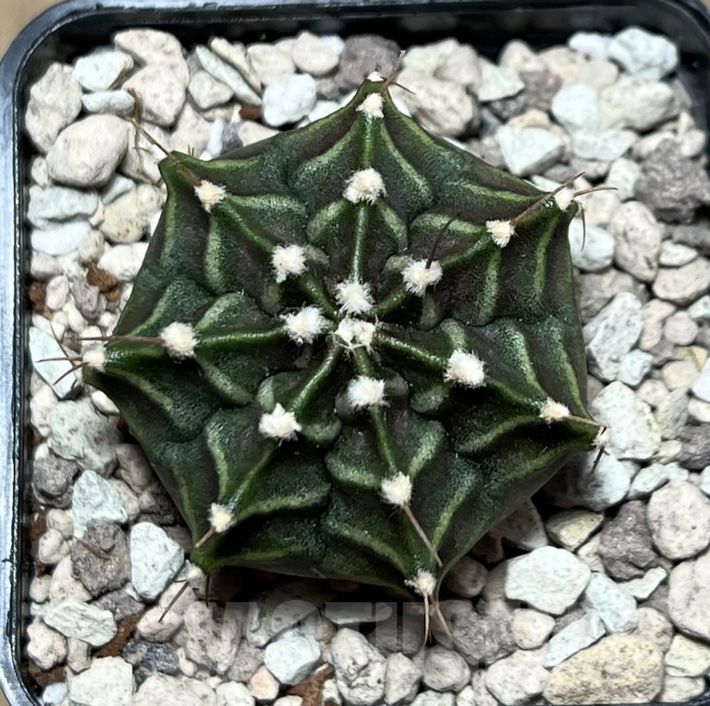 SHPR21570 Gymnocalycium mihanovichii ‘Peter Pan’ – Image 2