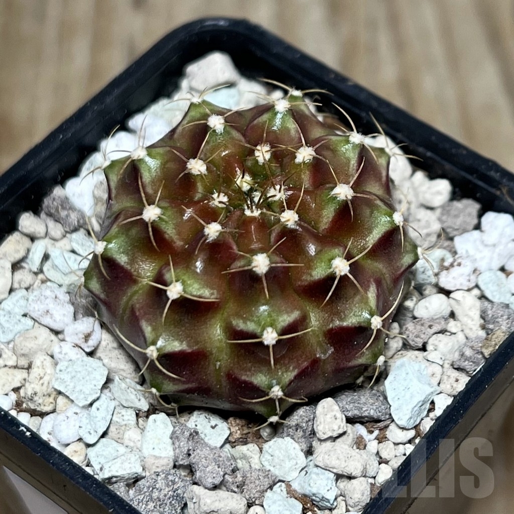SHPR21571 Gymnocalycium mihanovichii ‘Silaleang’