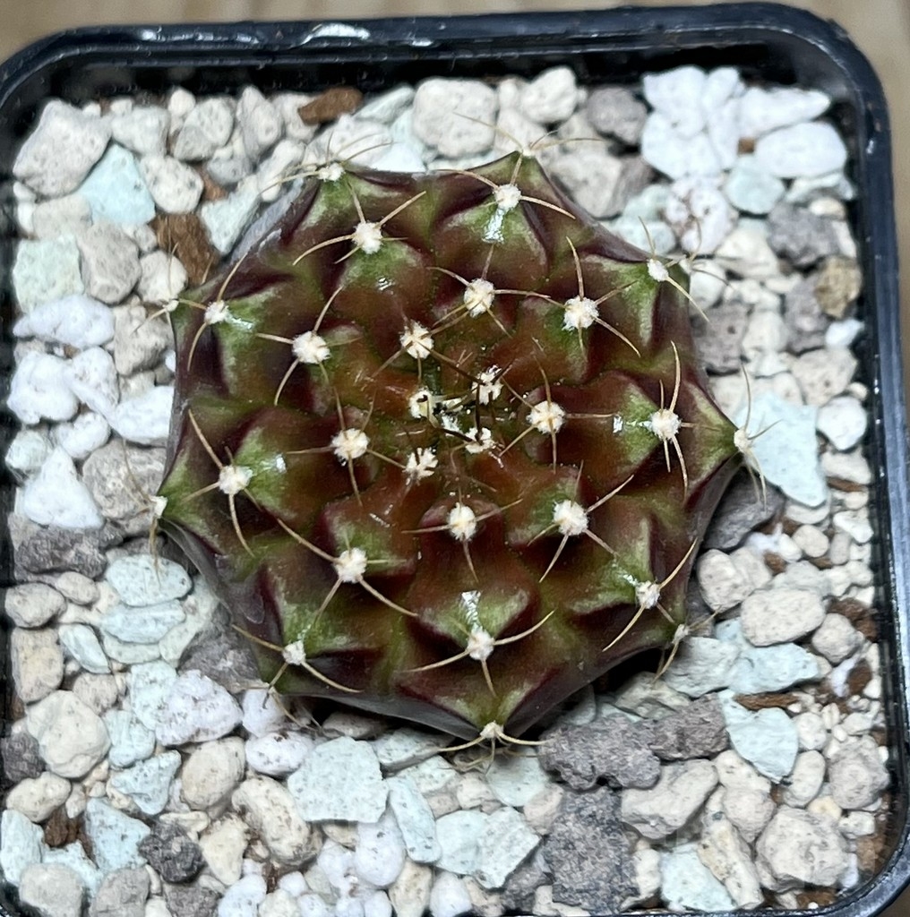 SHPR21571 Gymnocalycium mihanovichii ‘Silaleang’ - Image 2