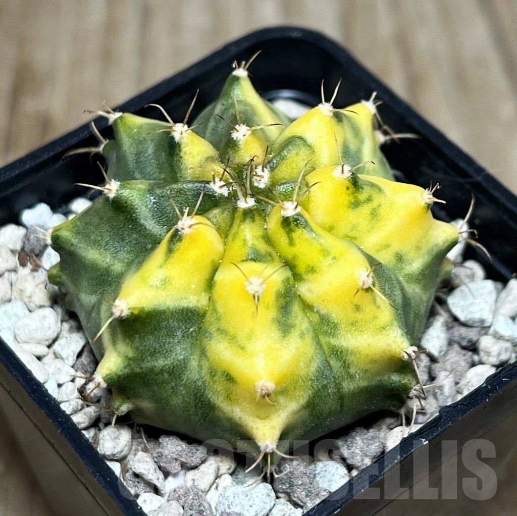 SHPR21572 Gymnocalycium mihanovichii ‘Orange'