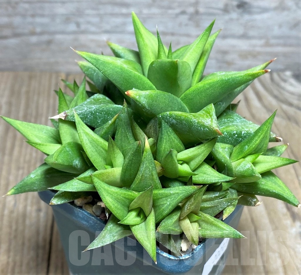 SHPR22273 Haworthia limifolia v. ubomboensis -Acan Mouschelles, Franse- – Image 2