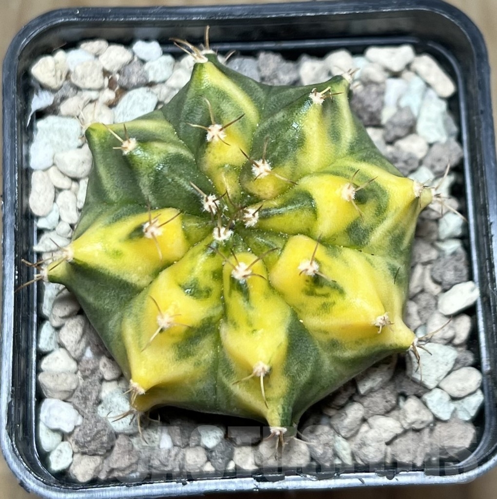 SHPR21572 Gymnocalycium mihanovichii ‘Orange' - Image 2