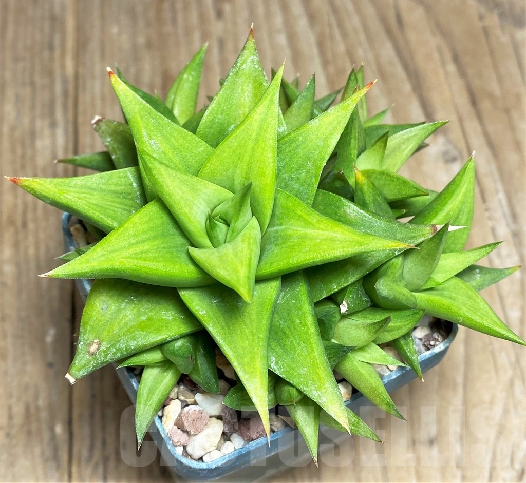 SHPR22273 Haworthia limifolia v. ubomboensis -Acan Mouschelles, Franse-