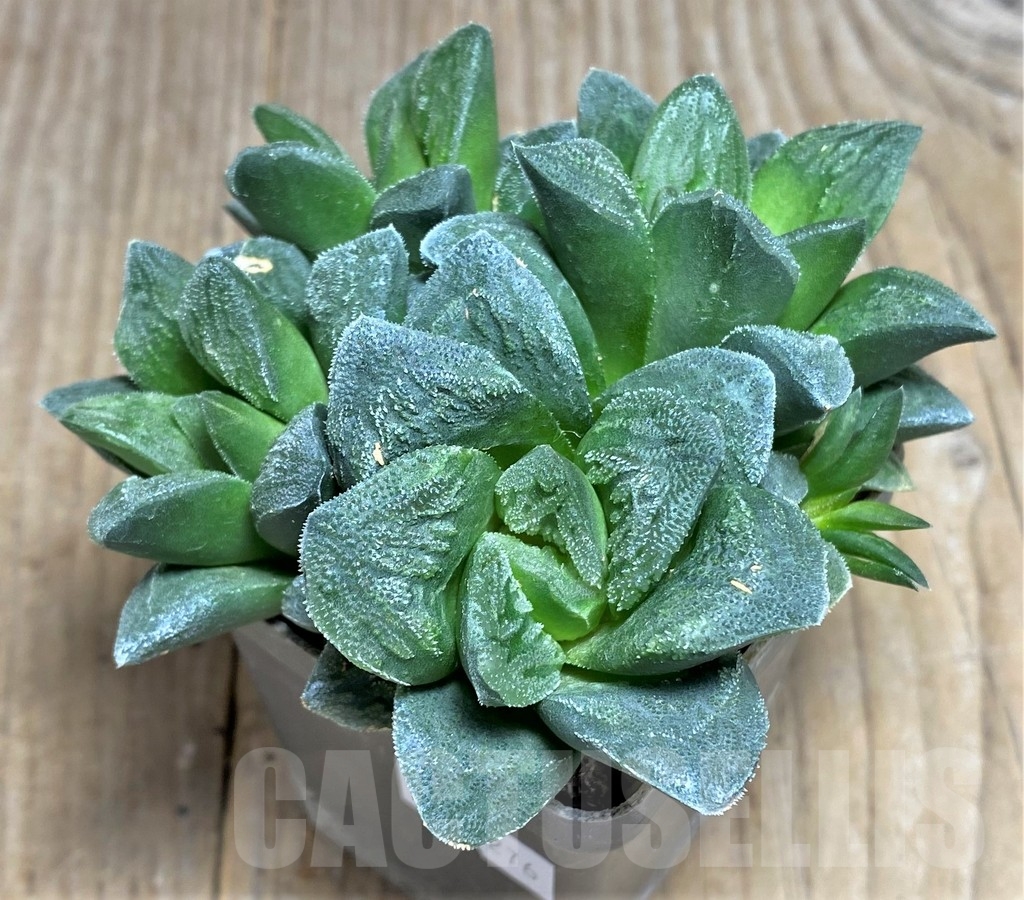 SHPR22276 Haworthia 'Tiger Pygmaea' not variegata