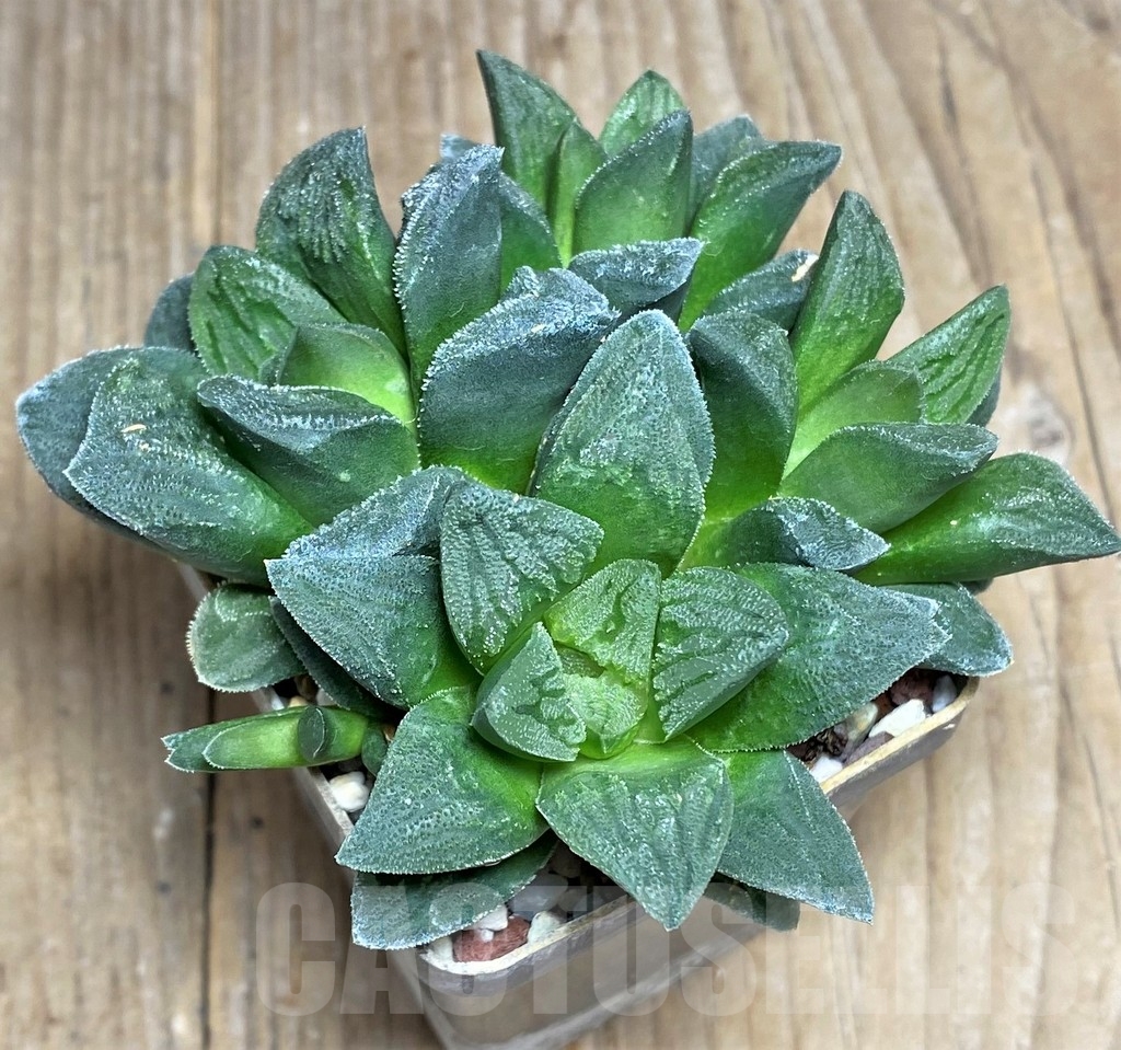 SHPR22276 Haworthia 'Tiger Pygmaea' not variegata - immagine 2