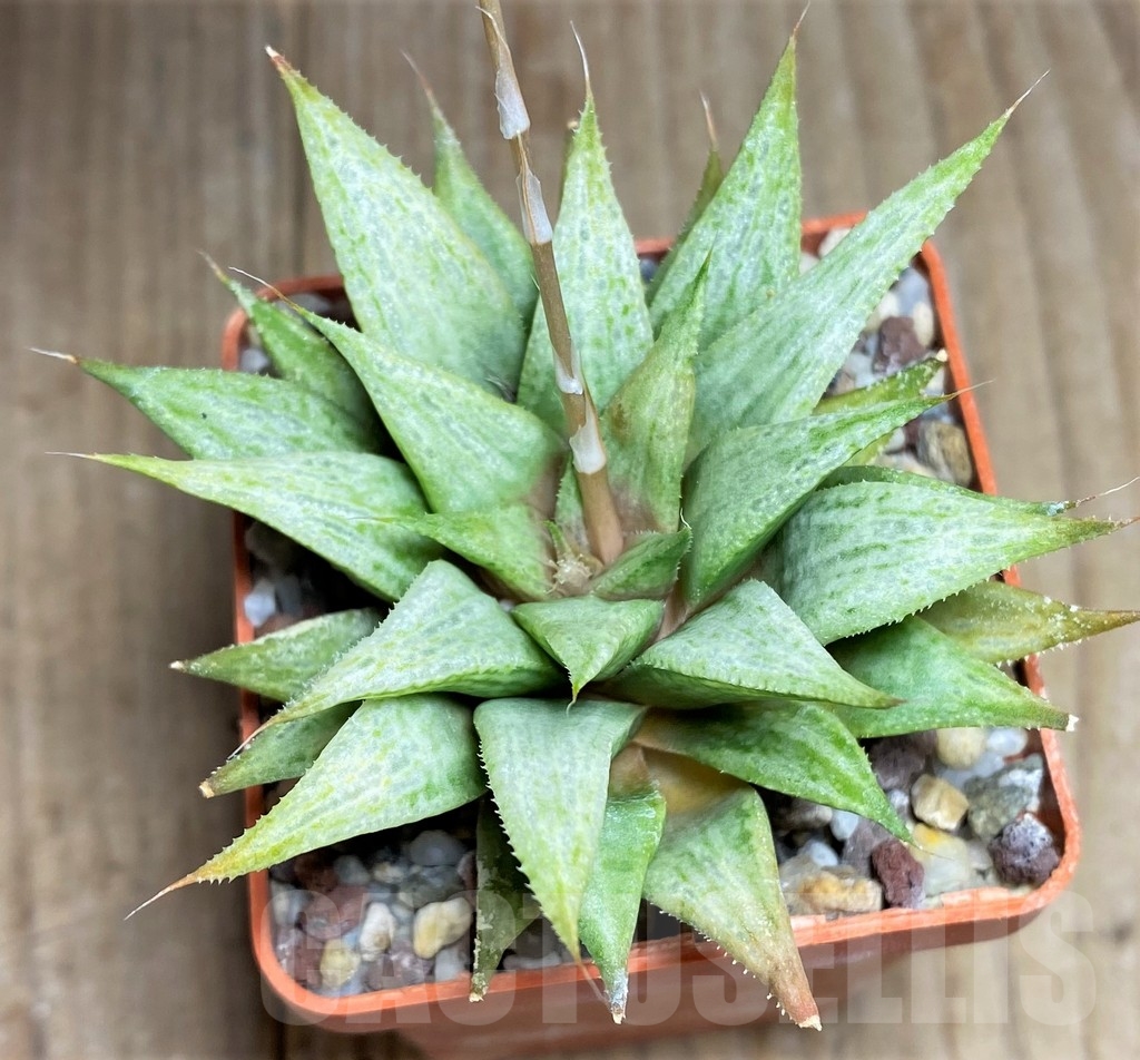 SHPR22277 Haworthia 'Metallica'