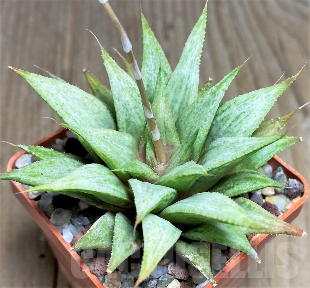SHPR22277 Haworthia 'Metallica' - Image 2