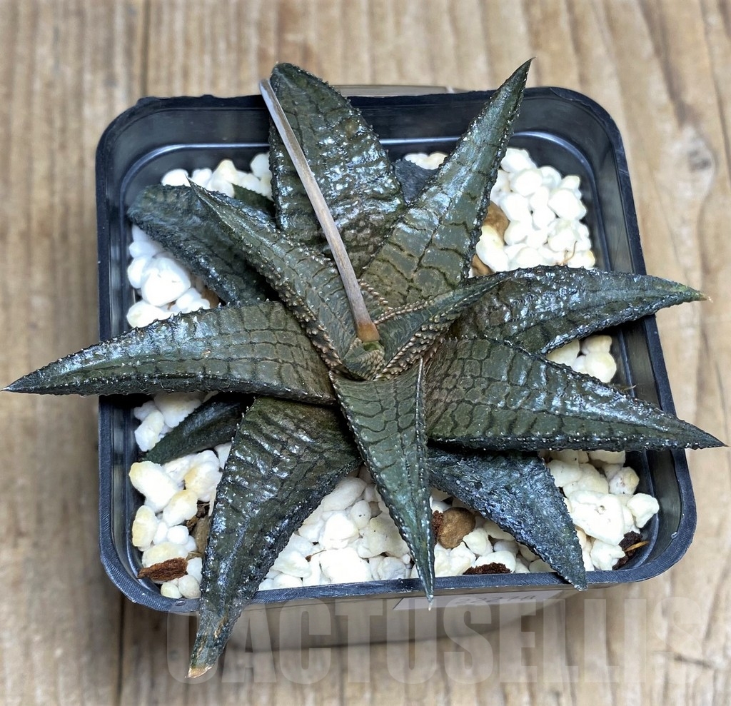SHPR22278 Haworthia tessellata x koelmaniorum - Image 2