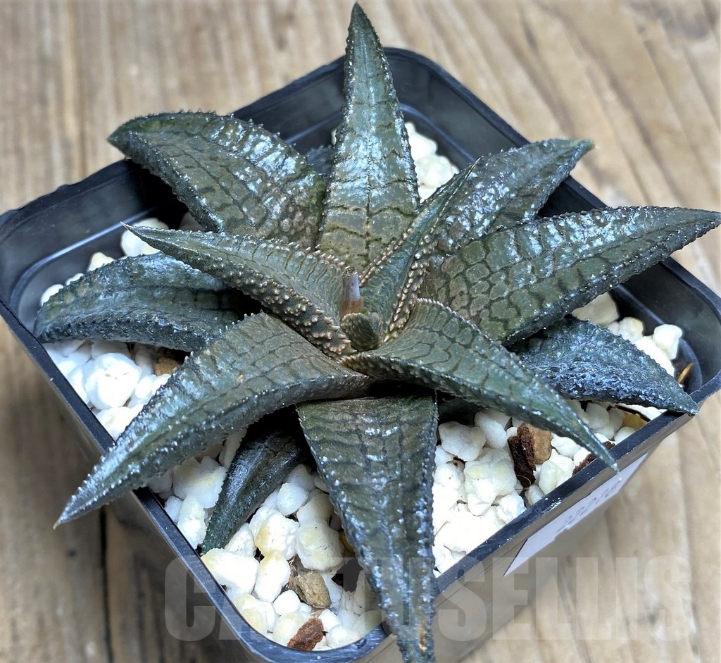 SHPR22278 Haworthia tessellata x koelmaniorum