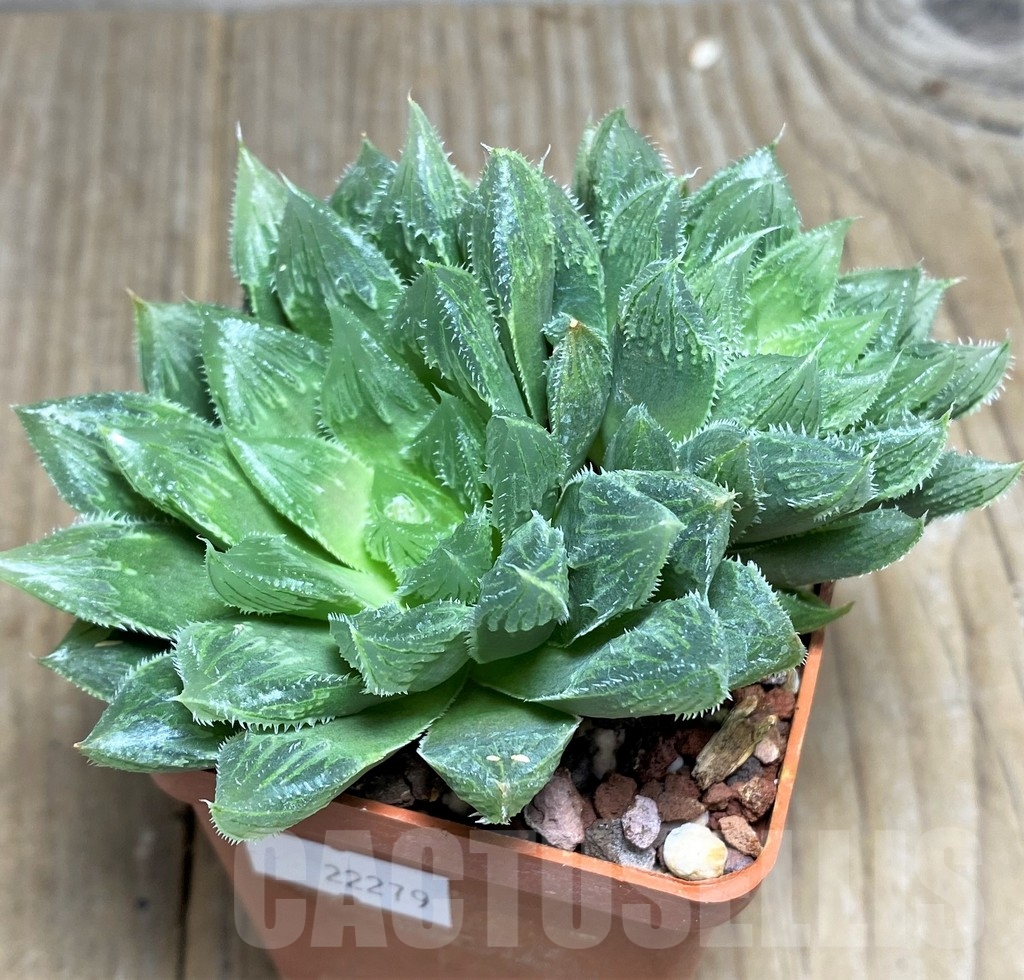 SHPR22279 Haworthia cooperi hybrid - Image 2