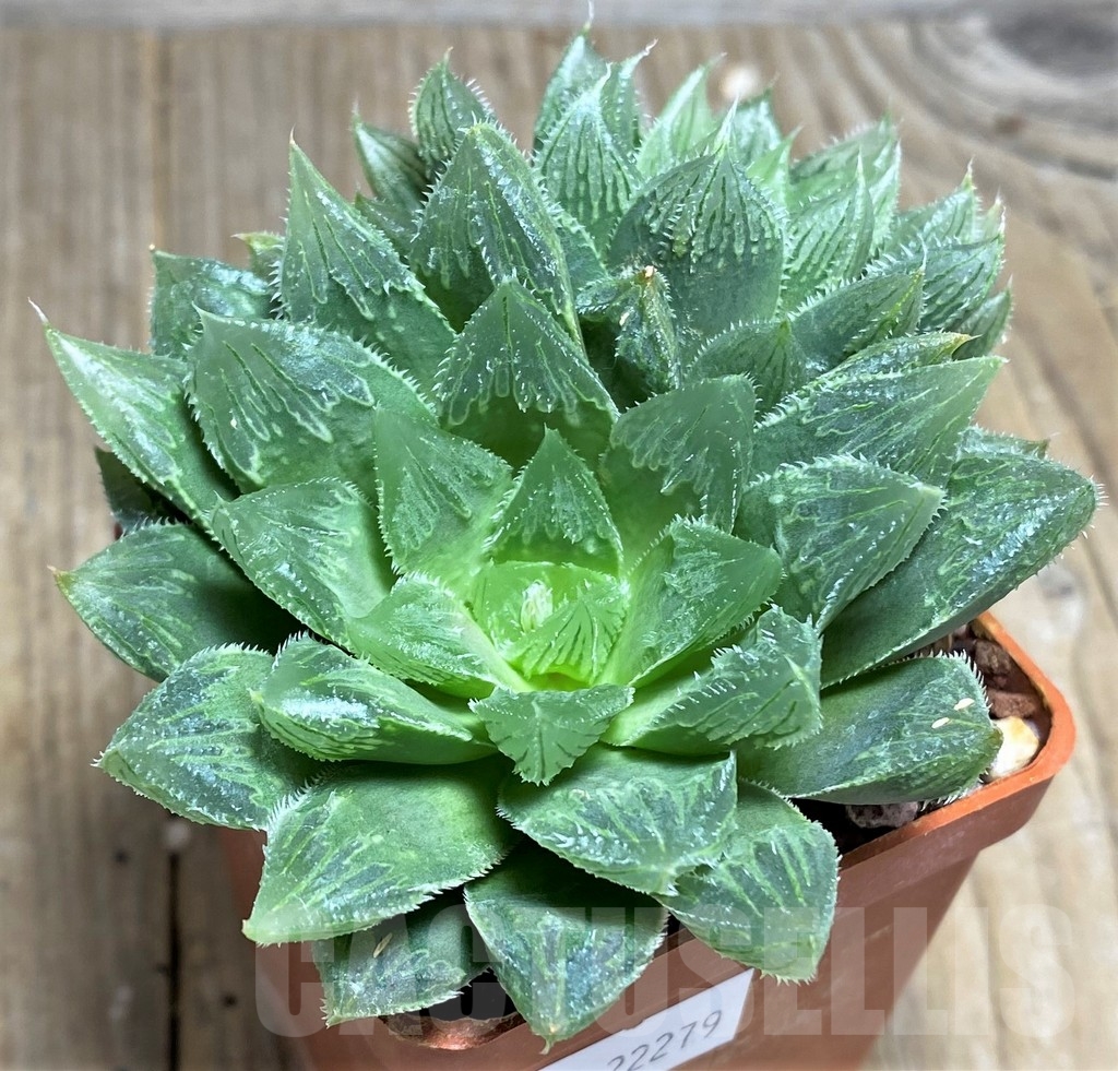 SHPR22279 Haworthia cooperi hybrid