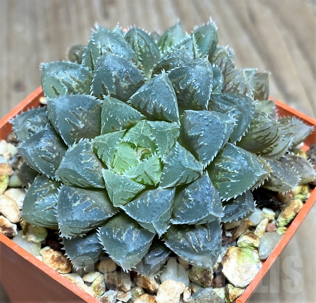 SHPR22285 Haworthia HOX-3 'Natsumo Gatari', ex Cactus Nishi
