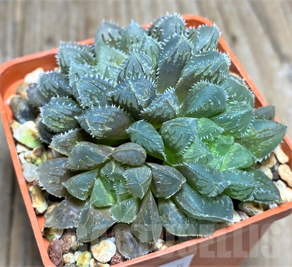 SHPR22285 Haworthia HOX-3 'Natsumo Gatari', ex Cactus Nishi - Image 2
