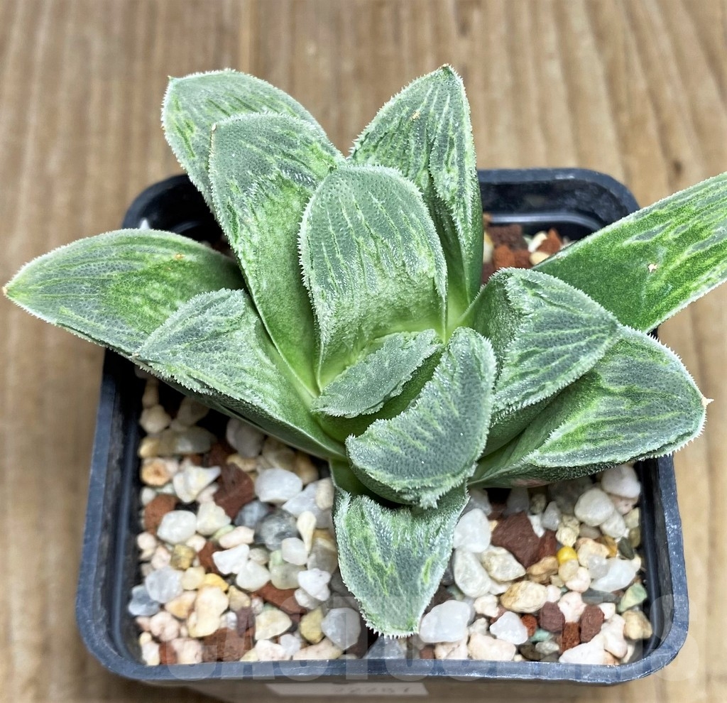 SHPR22287 Haworthia truncata x pygmaea 'Crystallina' - Obrázek 2