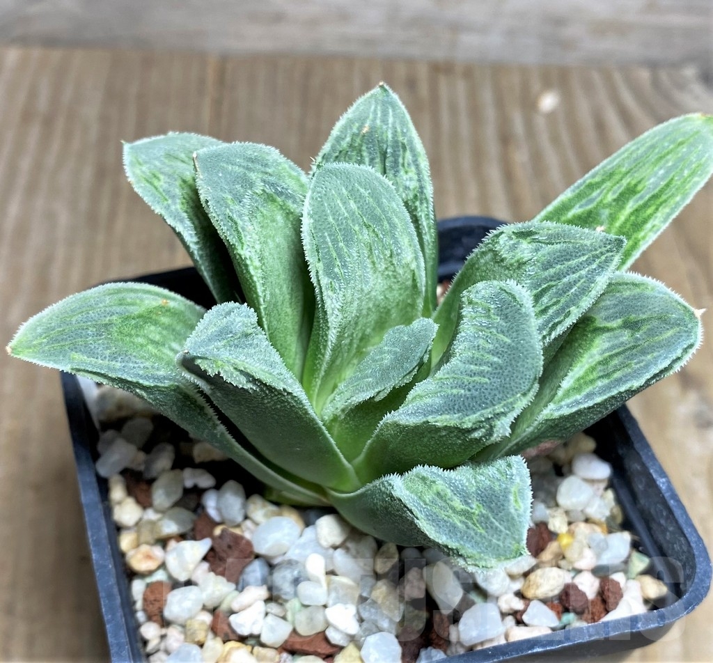 SHPR22287 Haworthia truncata x pygmaea 'Crystallina'