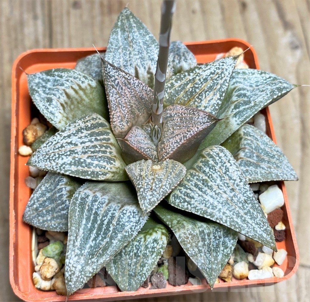 SHPR22289 Haworthia splendens 'Scarlet Floyd' PP21