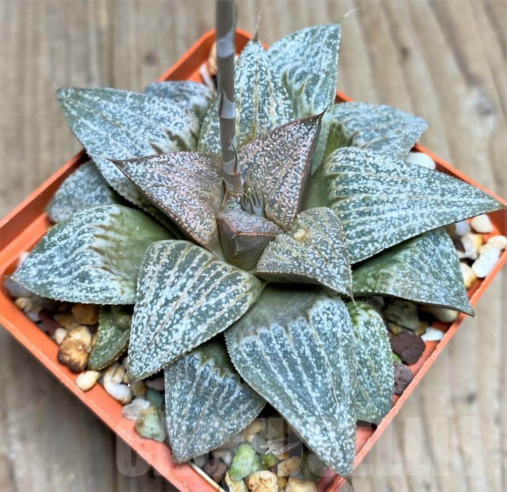 SHPR22289 Haworthia splendens 'Scarlet Floyd' PP21 - Imagen 2